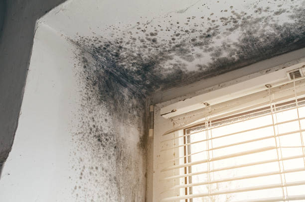 Affordable Basement Mold Removal solutions in Hardyville, VA
